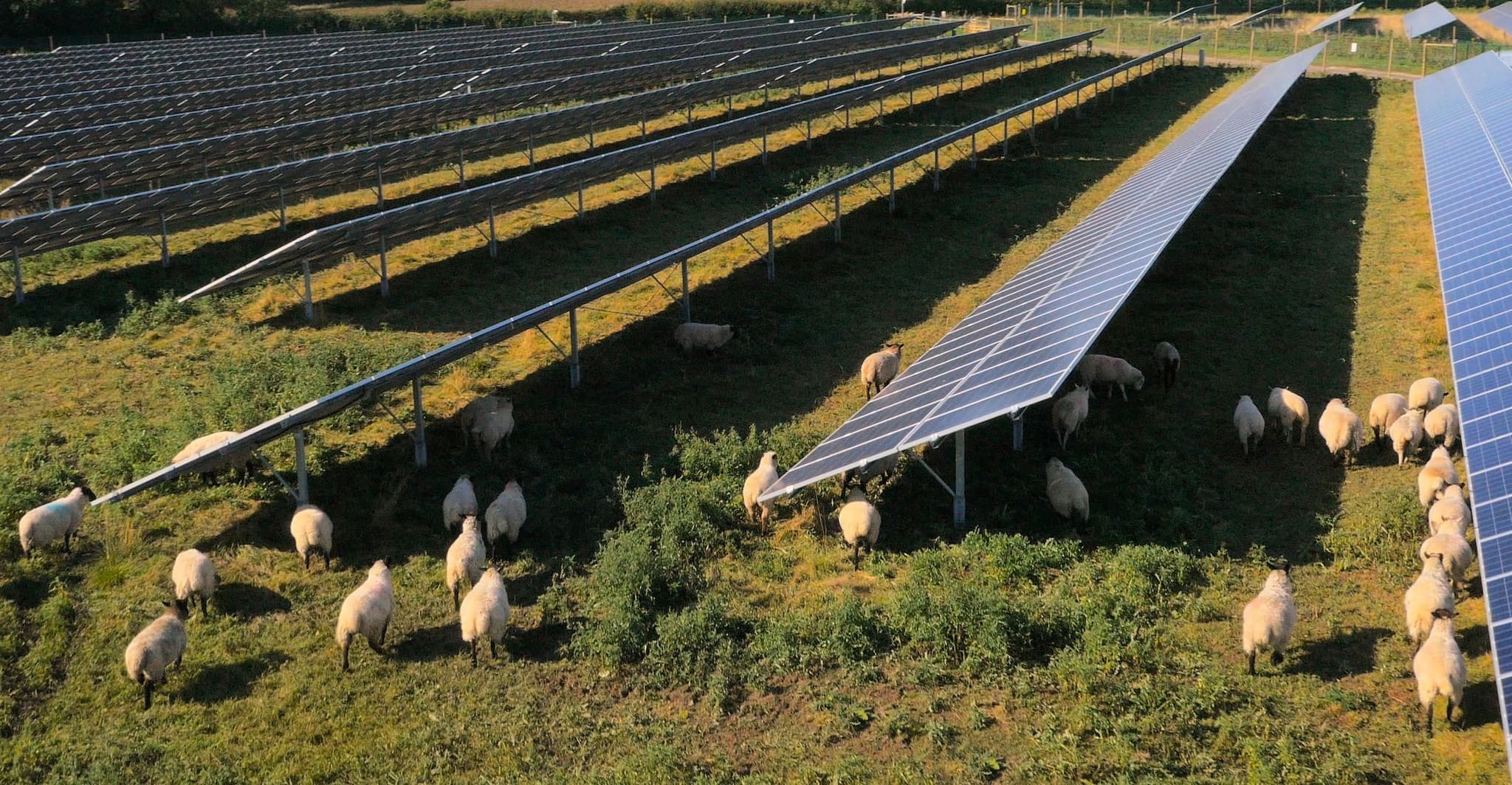 Sheep wandering around active solar panels